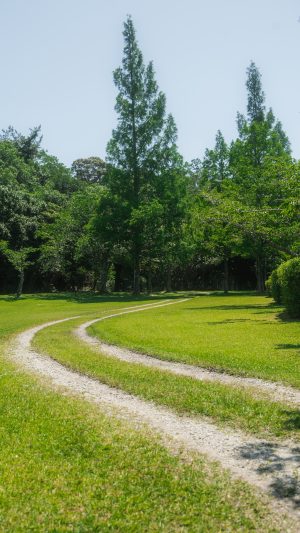 無料スマホ壁紙「自然豊かな散歩道」