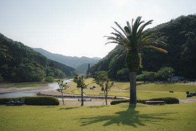 大白公園の写真「海沿いの芝生とヤシの木」