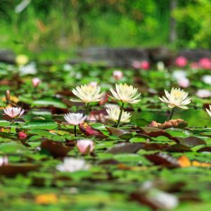 早朝に開花する黄色のスイレン