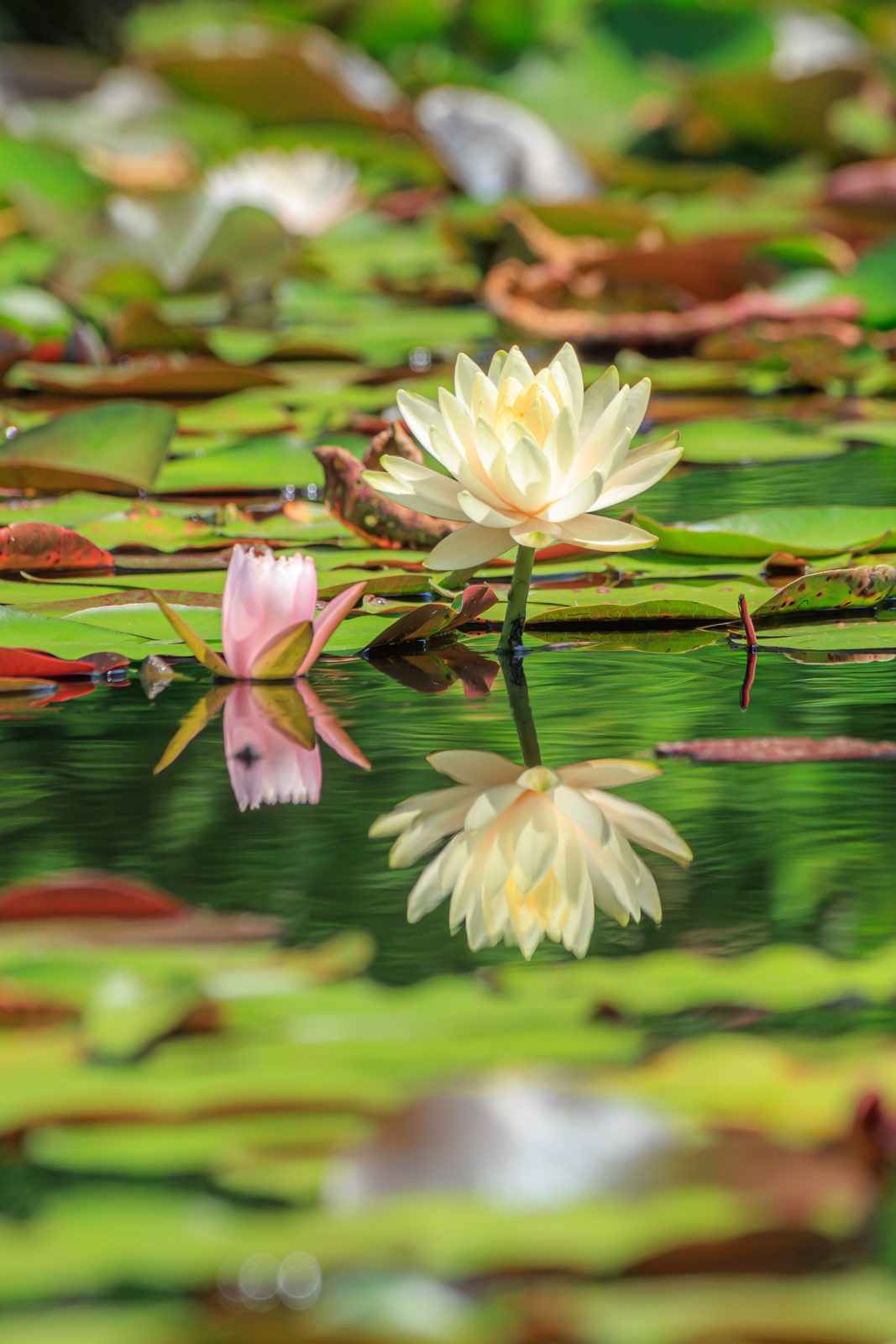 無料スマホ壁紙 ピンクと黄色の水鏡スイレン。AndroidとiPhoneに対応した4K高画質の無料待ち受け画像。三重県津市のレッドヒルヒーサーの森で撮影したフリー写真素材