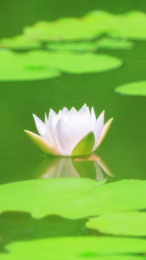 無料スマホ壁紙「水面に映る薄ピンクのスイレン」