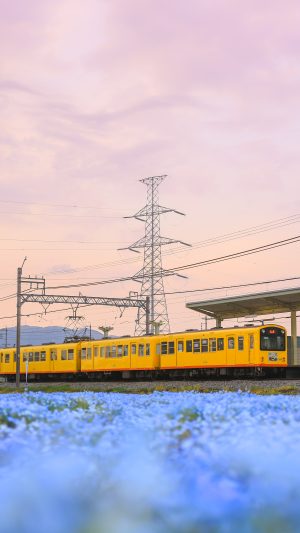 無料スマホ壁紙「夕焼け列車とネモフィラ畑」