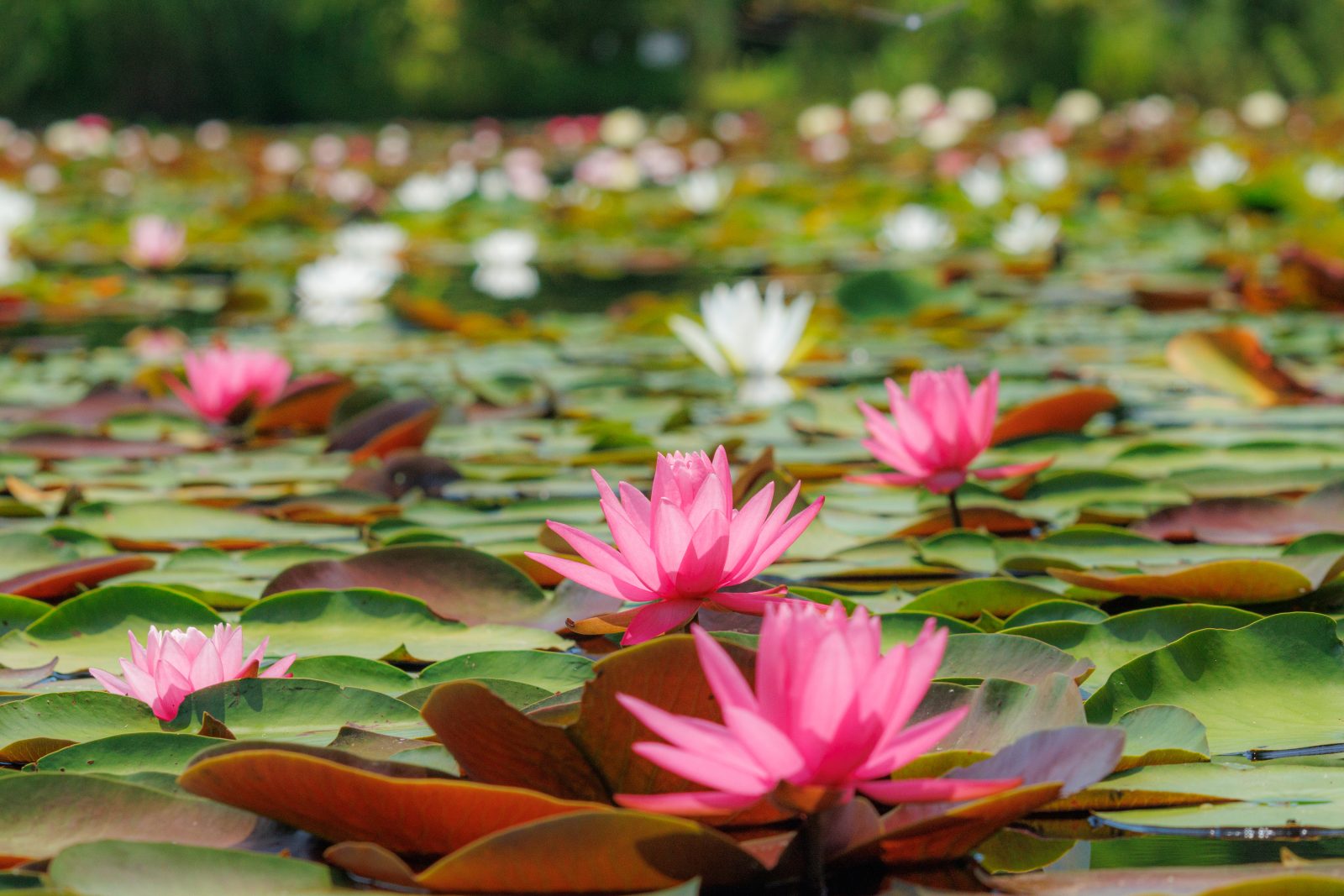 無料壁紙 色鮮やかなピンク色のスイレン。PCとデスクトップ壁紙に最適な4K高画質の無料壁紙。三重県津市のレッドヒルヒーサーの森で撮影したフリー写真素材