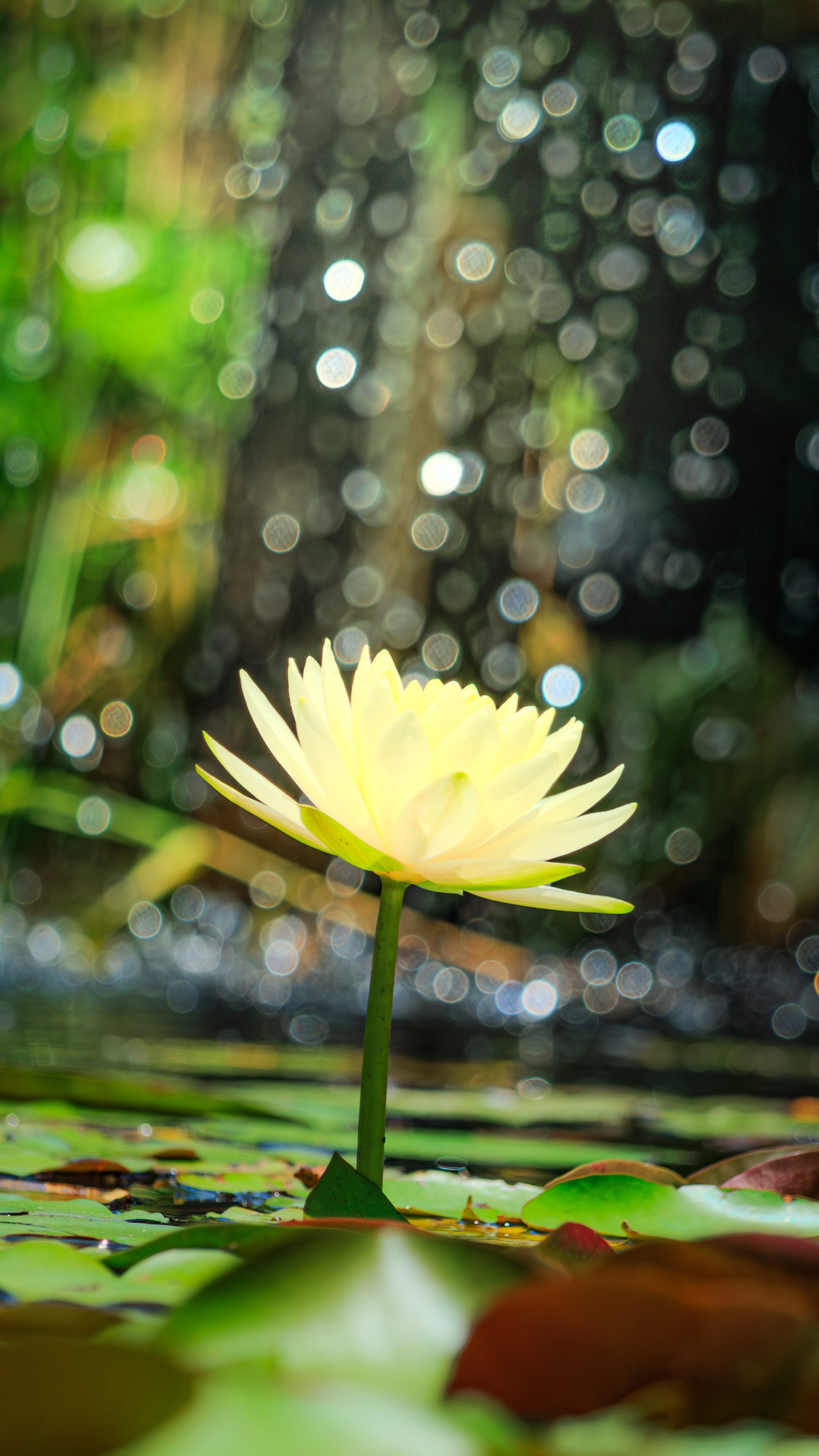 無料スマホ壁紙 光輝く黄色のスイレン。AndroidとiPhoneに対応した4K高画質の無料待ち受け画像。三重県津市のレッドヒルヒーサーの森で撮影したフリー写真素材