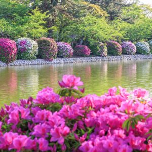 無料壁紙 紅白に並ぶツツジ。PCとデスクトップ壁紙に最適な4K高画質の無料壁紙。三重県桑名市の九華公園で撮影したフリー写真素材