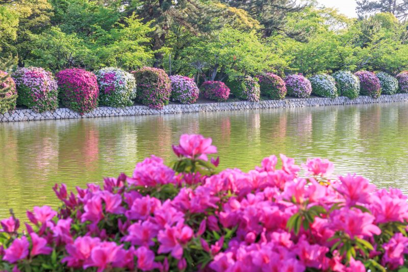 九華公園の写真「紅白に並ぶツツジ」