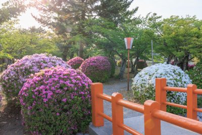 九華公園の写真「赤い橋の入口にある紅白のツツジ」