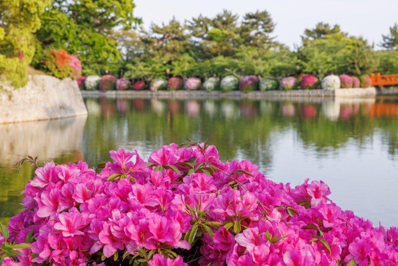 九華公園の写真「石垣に並ぶ紅白のツツジ」