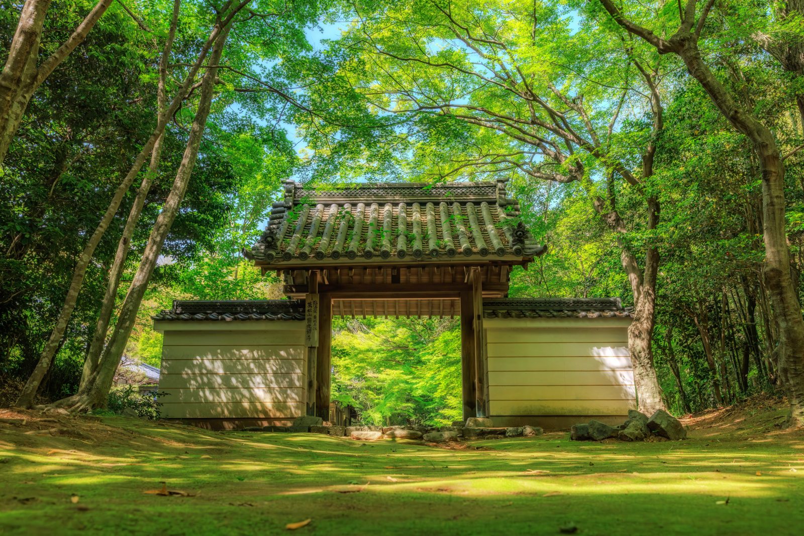 円光寺の写真「新緑の山門と木漏れ日」