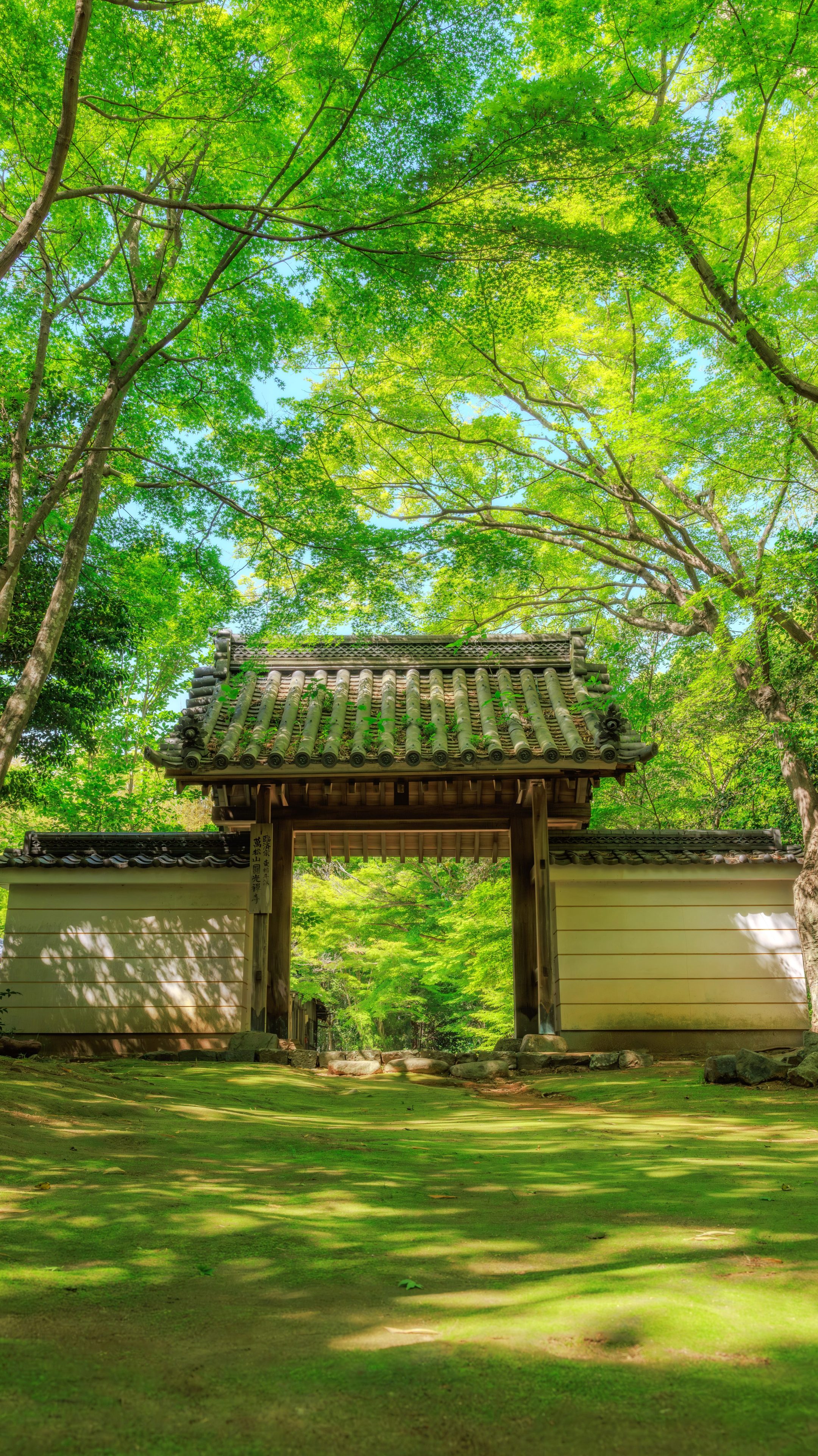 無料スマホ壁紙 眩しいほど美しい新緑。AndroidとiPhoneに対応した4K高画質の無料待ち受け画像。三重県津市の円光寺で撮影したフリー写真素材