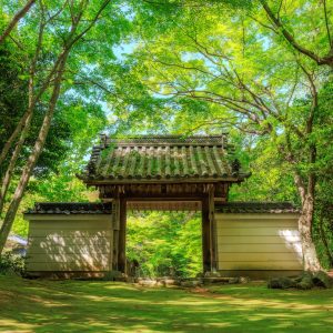 円光寺の写真「眩しいほど美しい新緑」
