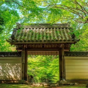 無料スマホ壁紙「新緑に輝く山門と苔」