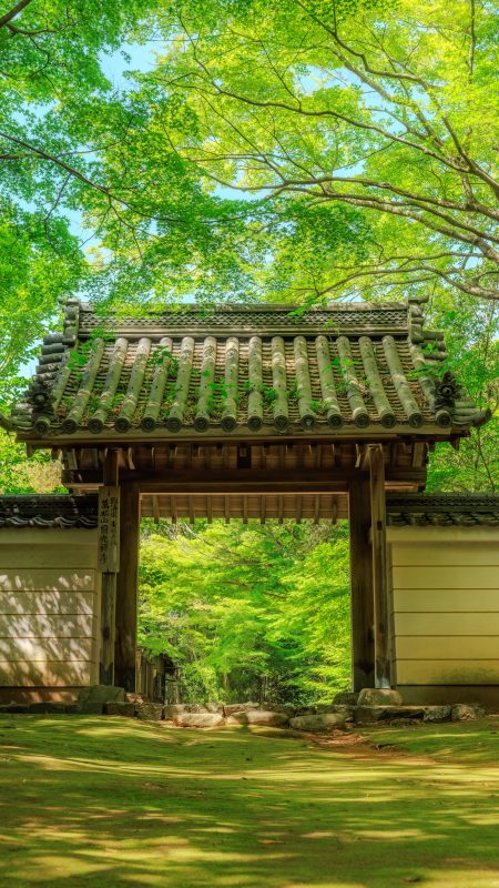 円光寺の写真「新緑に輝く山門と苔」