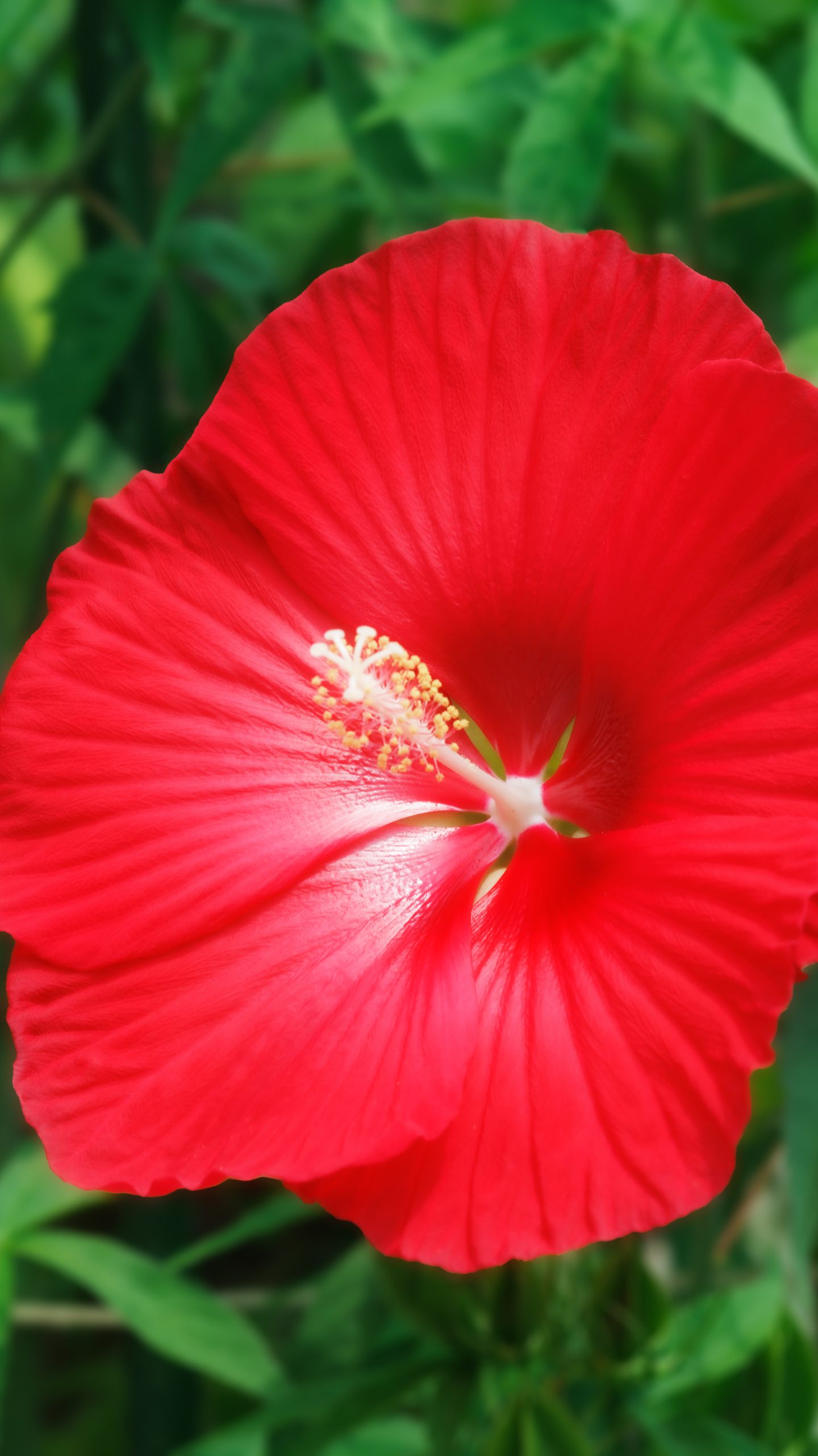 無料スマホ壁紙 大輪のタイタンビカス。AndroidとiPhoneに対応した4K高画質の無料待ち受け画像。三重県津市のレッドヒルヒーサーの森で撮影したフリー写真素材