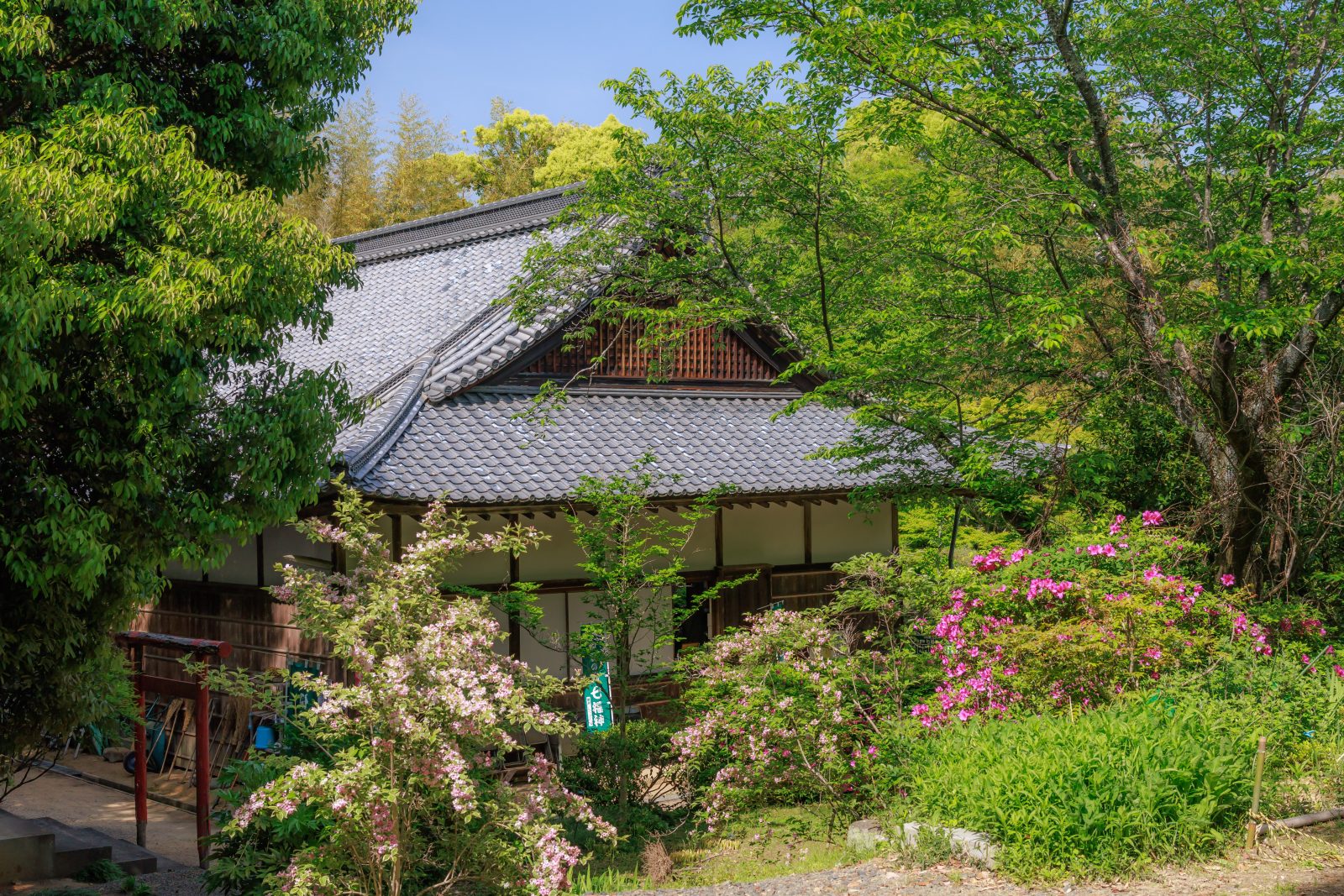 円光寺の写真「新緑に包まれる境内」