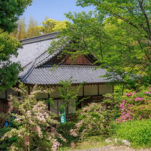 新緑に包まれる境内