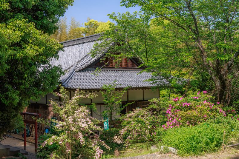 円光寺の写真「新緑に包まれる境内」