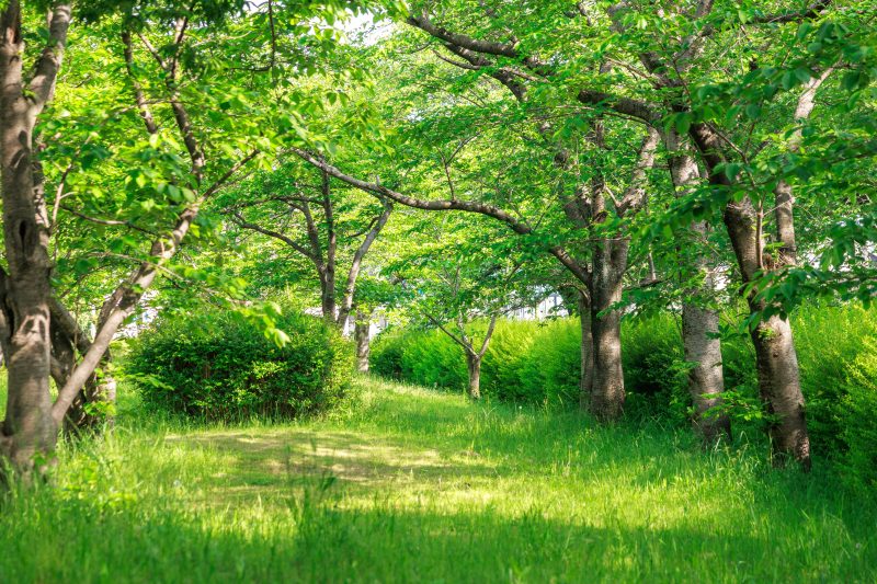 石垣池公園の写真「新緑の桜並木と雪柳」