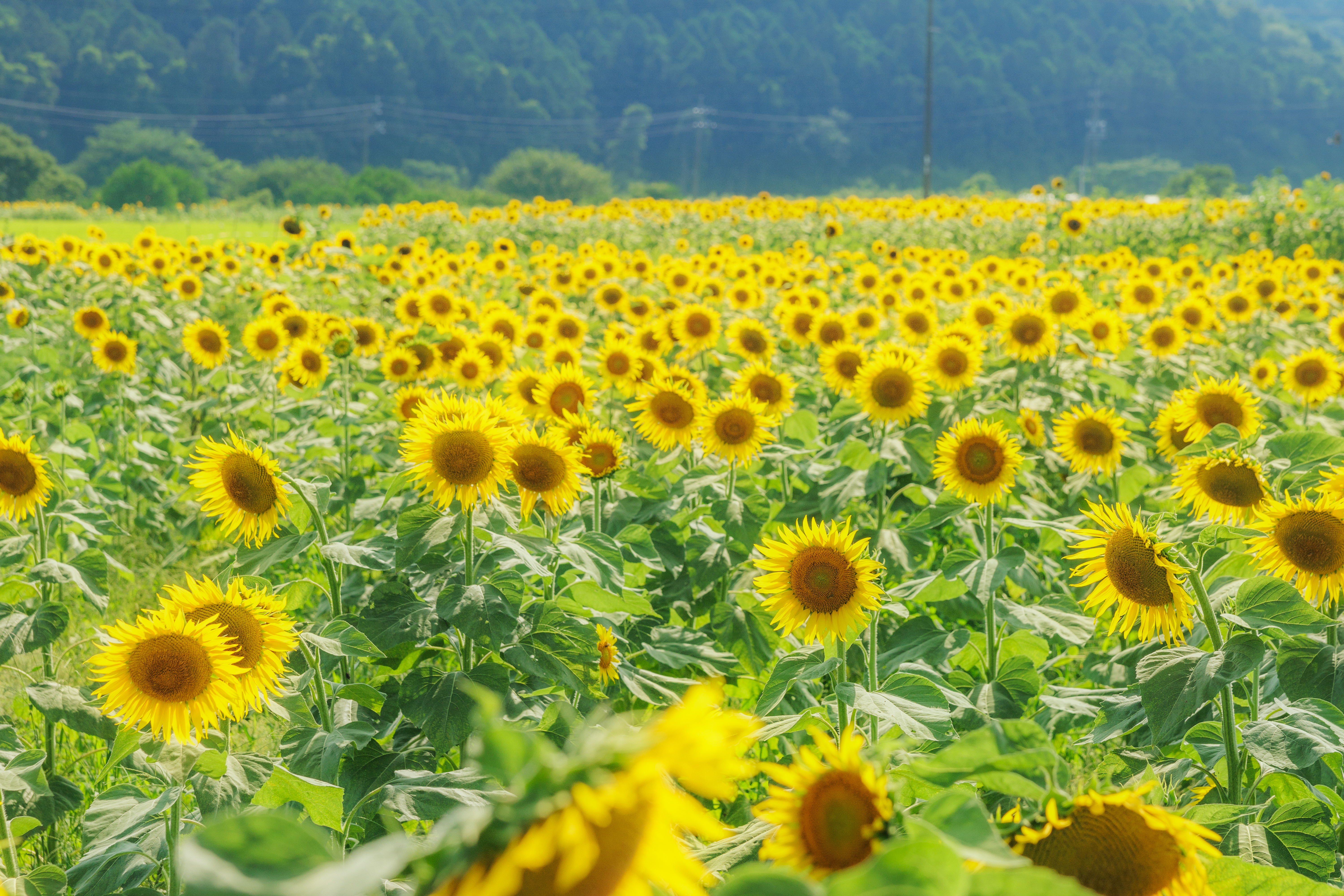 関町のひまわり畑のフリー写真素材「密集するひまわり畑」 | 三重