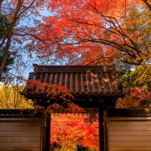 円光寺の写真「山門と紅葉と青空」