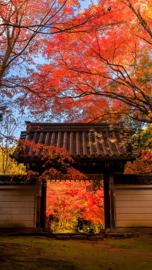 無料スマホ壁紙「山門と紅葉と青空」