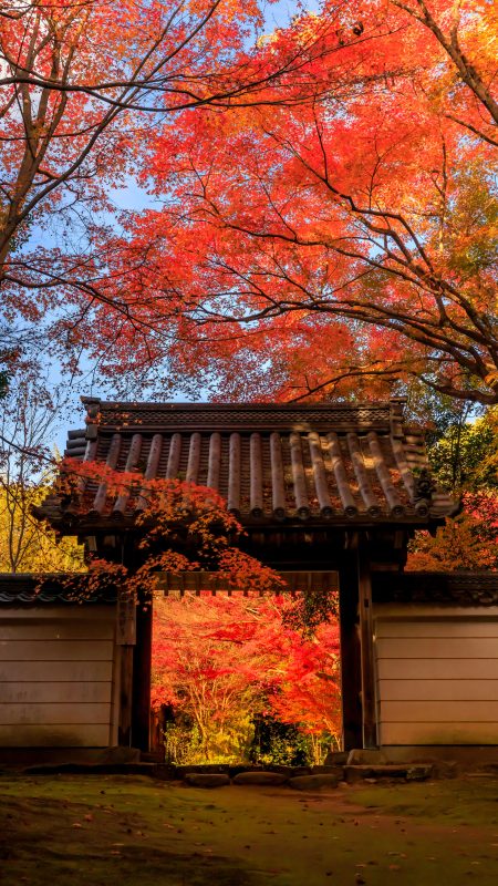 無料スマホ壁紙「山門と紅葉と青空」