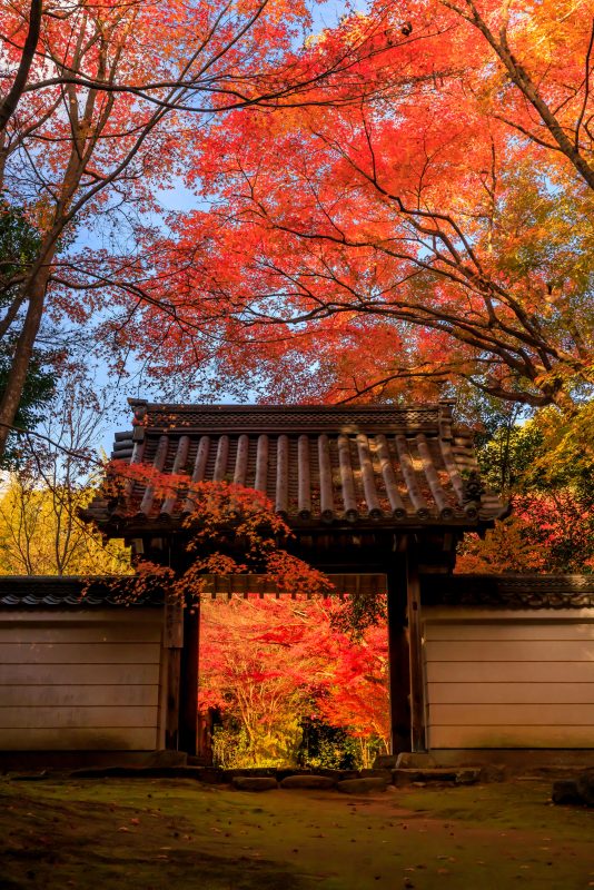 円光寺の写真「山門と紅葉と青空」