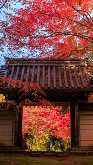 山門と紅葉