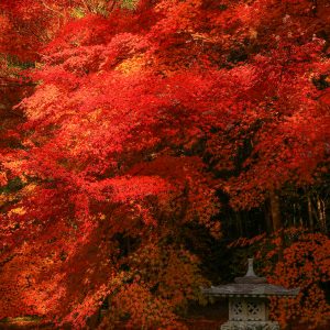 円光寺の写真「しだれ紅葉と灯籠」