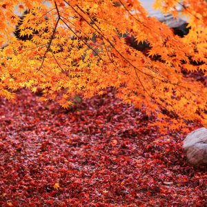 しだれ紅葉と紅葉のじゅうたん