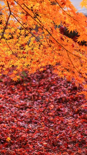 しだれ紅葉と紅葉のじゅうたん