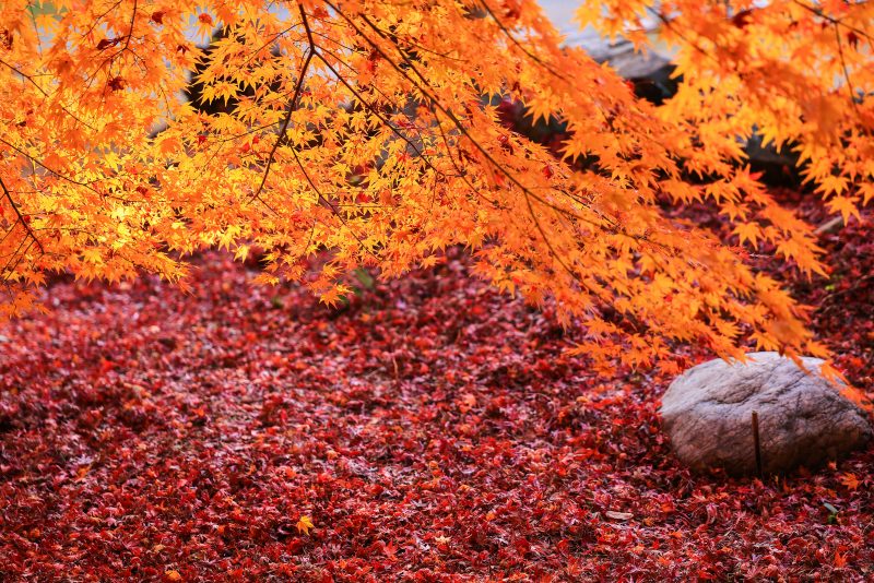 円光寺の写真「しだれ紅葉と紅葉のじゅうたん」