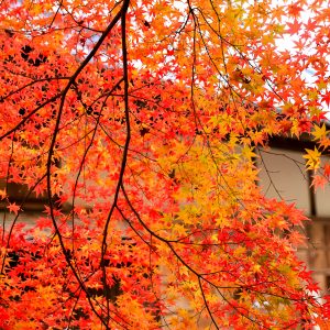 ハートの紅葉模様