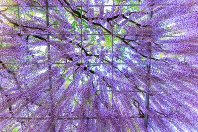 かざはやの里の写真「降り注ぐような藤」
