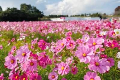 とことめの里 一志の写真「彩り豊かなコスモスの花々」