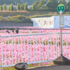 コスモスが広がるバス停