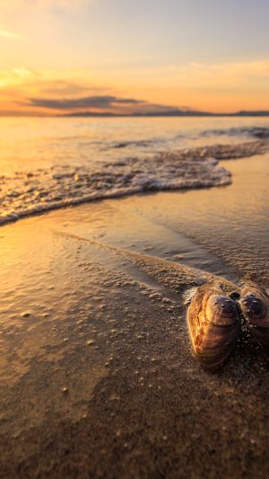 砂浜に残った貝殻