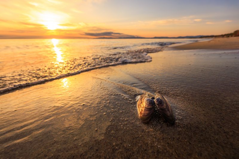 香良洲海岸の写真「砂浜に残った貝殻」