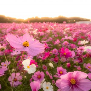 温かい夕陽が降り注ぐコスモス畑