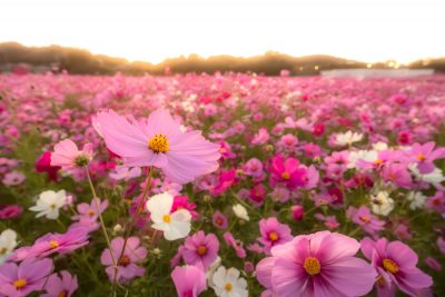 とことめの里 一志の写真「温かい夕陽が降り注ぐコスモス畑」