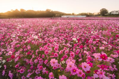 とことめの里 一志の観光情報と写真一覧