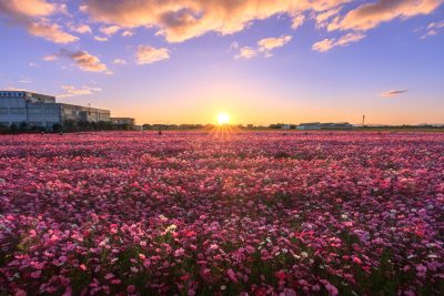 笠松町のコスモス畑の写真「朝焼けのコスモス畑」