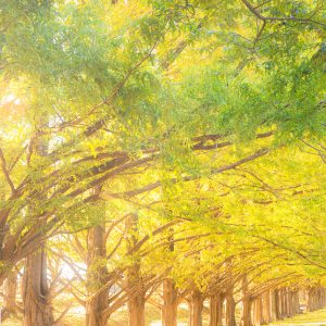 石垣池公園の写真「黄葉のメタセコイア並木」