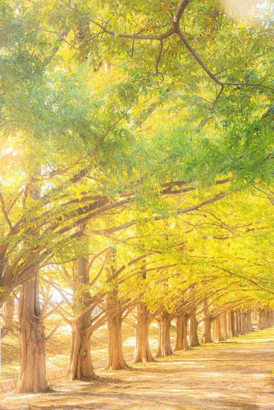 石垣池公園の写真「黄葉のメタセコイア並木」