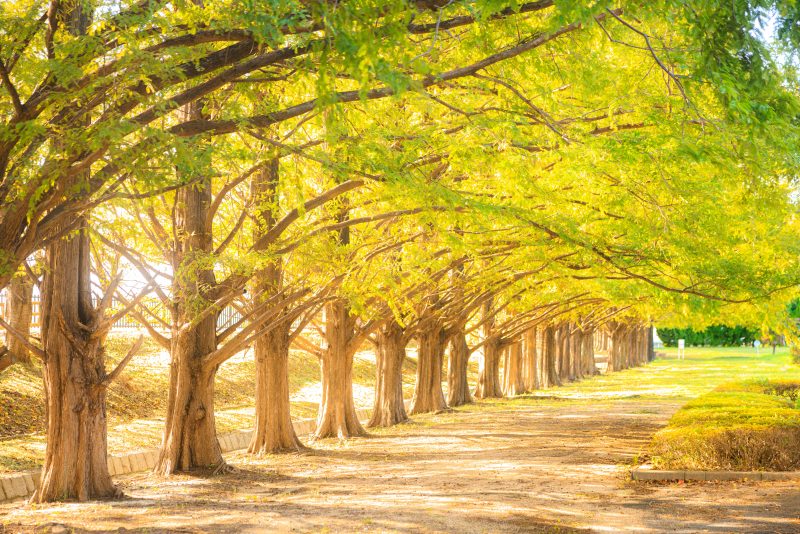 石垣池公園の写真「黄葉に色づくメタセコイア並木」