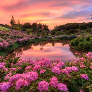 かざはやの里の写真「紫陽花と夕焼けが映るハートの池」