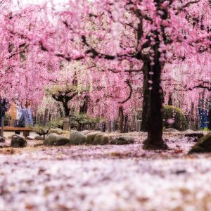 上も下も梅の絶景