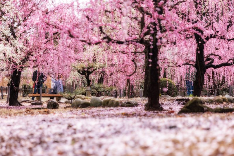 結城神社の梅苑の写真「上も下も梅の絶景」