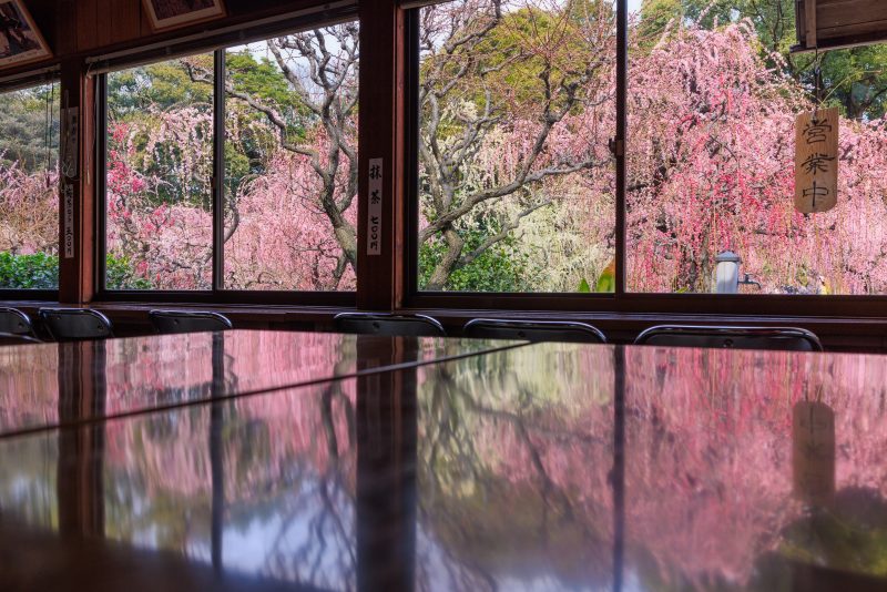 結城神社の梅苑の写真「茶屋の机リフレクション」