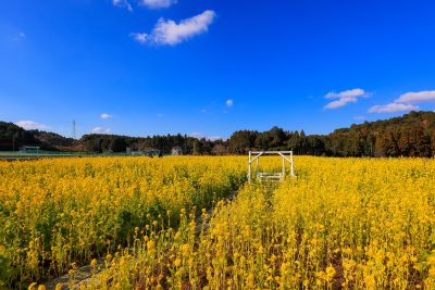 フリー写真素材「広大な菜の花と青空」